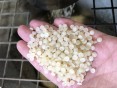 HDPE-IBC-Regranulat-Pellets